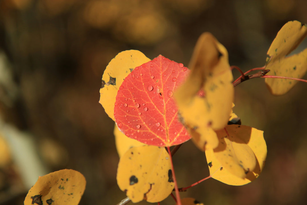 How to Enjoy the Fall Weather with Kids: Fun Family Activities